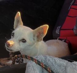 Found/Stray Male Dog last seen Laban Street, Highland, CA 92346