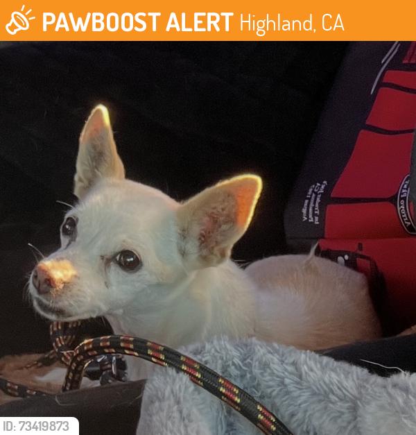 Found/Stray Male Dog last seen Laban Street, Highland, CA 92346