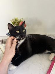 Lost Female Cat last seen Dysart and Indian School, Avondale, AZ 85392