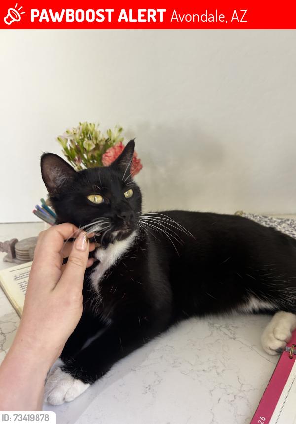 Lost Female Cat last seen Dysart and Indian School, Avondale, AZ 85392