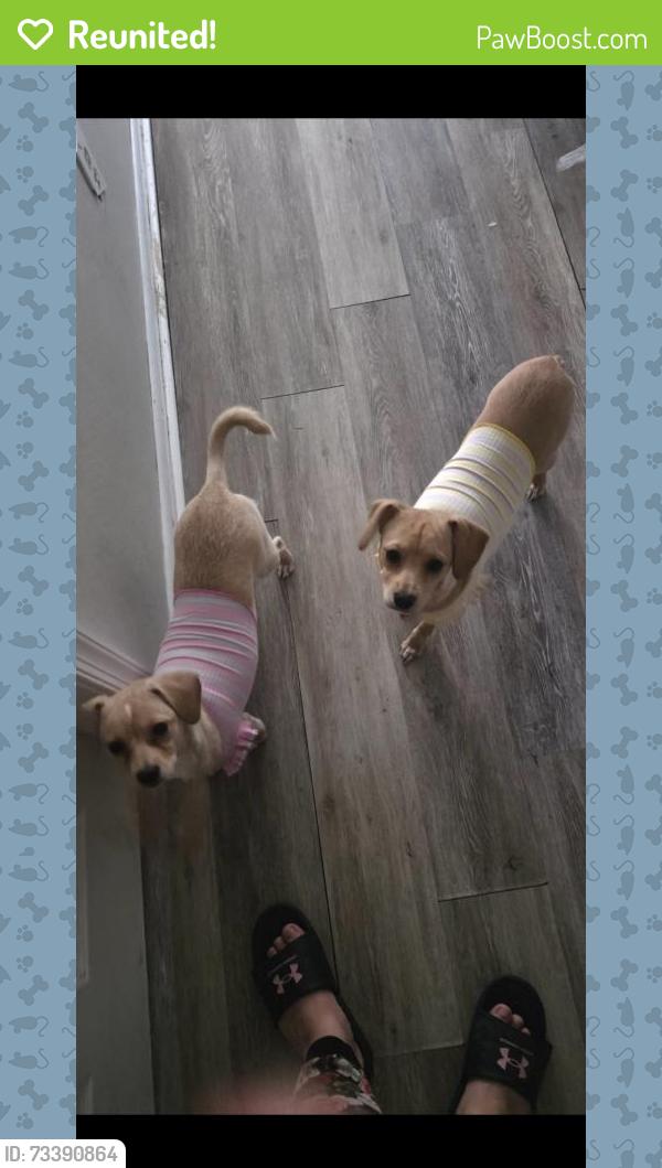 Reunited Female Dog last seen Tatemstown /Indian river, Chesapeake, VA 23325