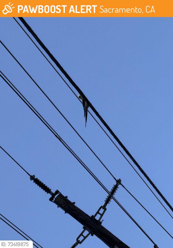 Found/Stray Unknown Bird last seen El centro road & tomato patch lane, Sacramento, CA 95833