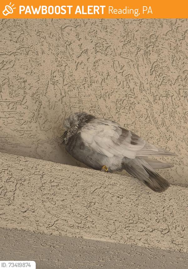 Found/Stray Unknown Bird last seen Unique Snacks, Reading, PA 19605
