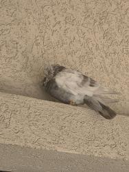 Found/Stray Unknown Bird last seen Unique Snacks, Reading, PA 19605