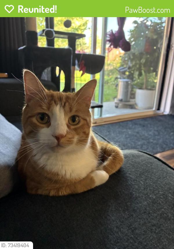 Reunited Female Cat last seen Park meadows cndmniums, Rolling Meadows, IL 60008