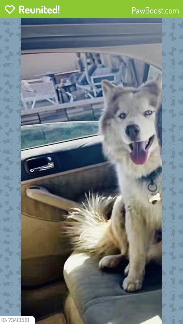 Reunited Male Dog last seen Near Seventh Ave, Hesperia, CA 92345, USA, Hesperia, CA 92345