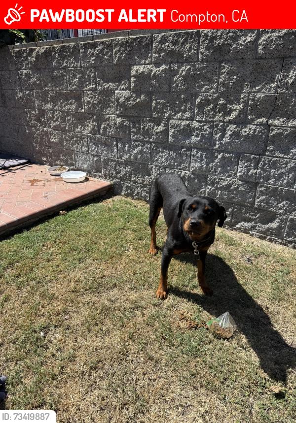 Lost Female Dog last seen Across from Kennedy Elementary School, Compton, CA 90220