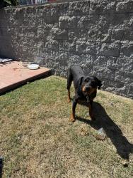 Lost Female Dog last seen Across from Kennedy Elementary School, Compton, CA 90220