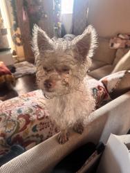 Reunited Male Dog last seen Near San Anselmo Ave, South Gate, CA 90280, USA, South Gate, CA 90280