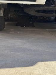 Found/Stray Male Cat last seen West Broadway and Ewing street, Winona, MN 55987