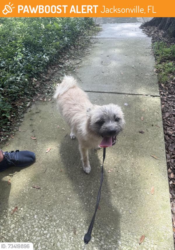 Found/Stray Male Dog last seen He was in front of the speedway crossing monument through traffic, Jacksonville, FL 32225