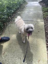 Found/Stray Male Dog last seen He was in front of the speedway crossing monument through traffic, Jacksonville, FL 32225