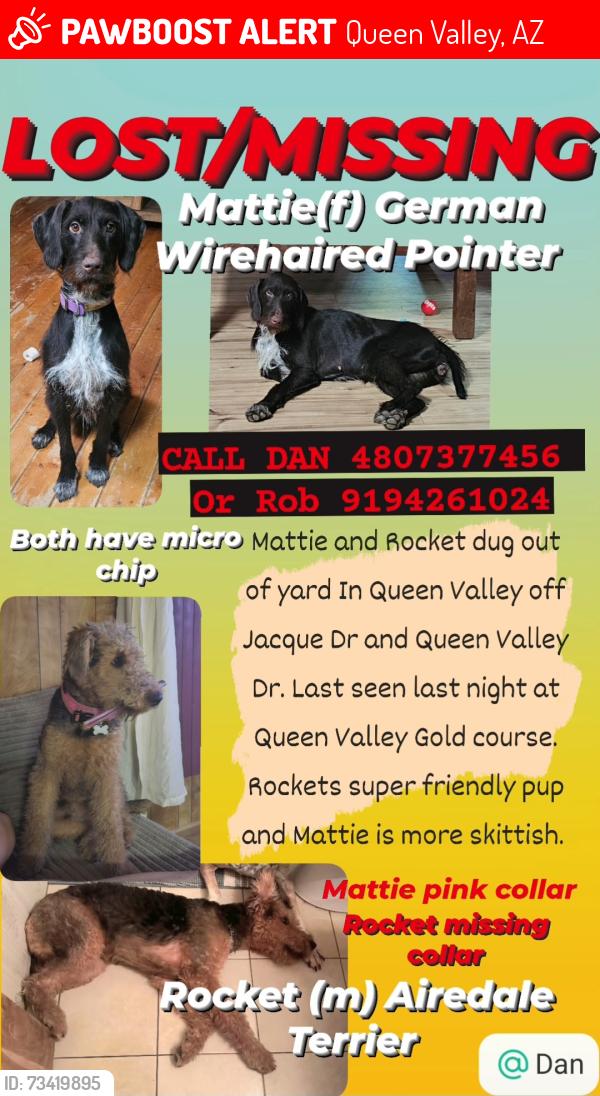 Lost Unknown Dog last seen Jacque Dr and Queen Valley Dr, Queen Valley, AZ 85118