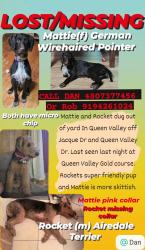 Lost Unknown Dog last seen Jacque Dr and Queen Valley Dr, Queen Valley, AZ 85118