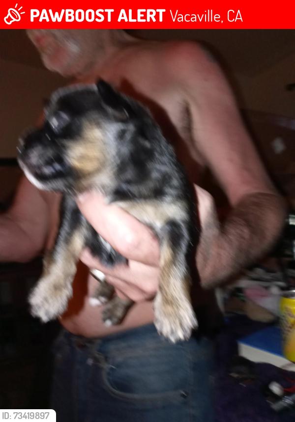 Lost Male Dog last seen Main st vacaville, Vacaville, CA 95687