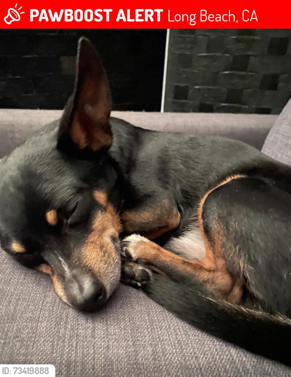 Lost Male Dog last seen Los coyotes diagonal and heather ave, Long Beach, CA 90815