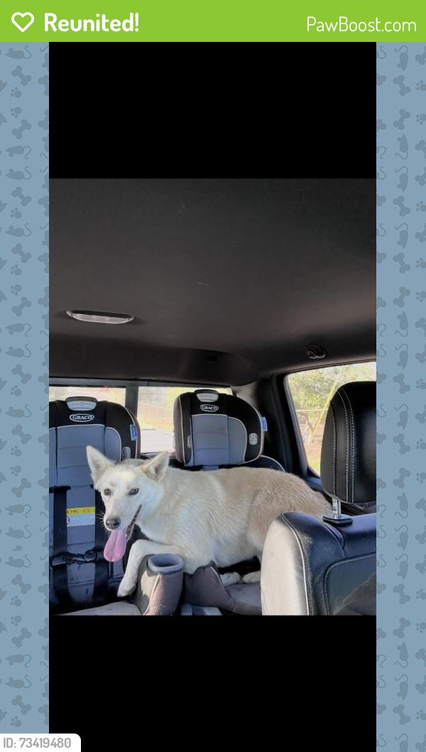 Reunited Female Dog last seen El Sobrante, CA 92503, USA, El Sobrante, CA 92503