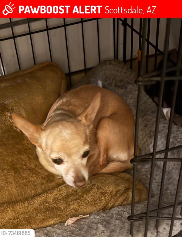 Lost Female Dog last seen Thomas & 68 street and avalon sr, Scottsdale, AZ 85251