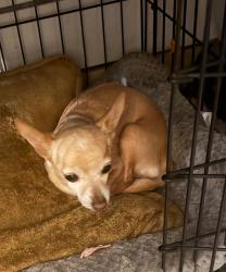 Lost Female Dog last seen Thomas & 68 street and avalon sr, Scottsdale, AZ 85251