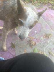Found/Stray Male Dog last seen CLOSE BY, Philadelphia, PA 19132