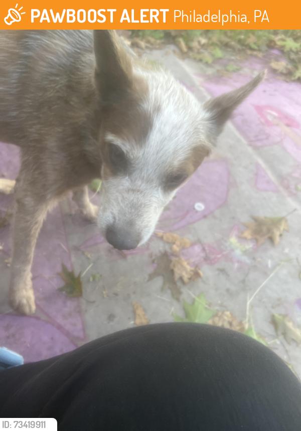 Found/Stray Male Dog last seen CLOSE BY, Philadelphia, PA 19132