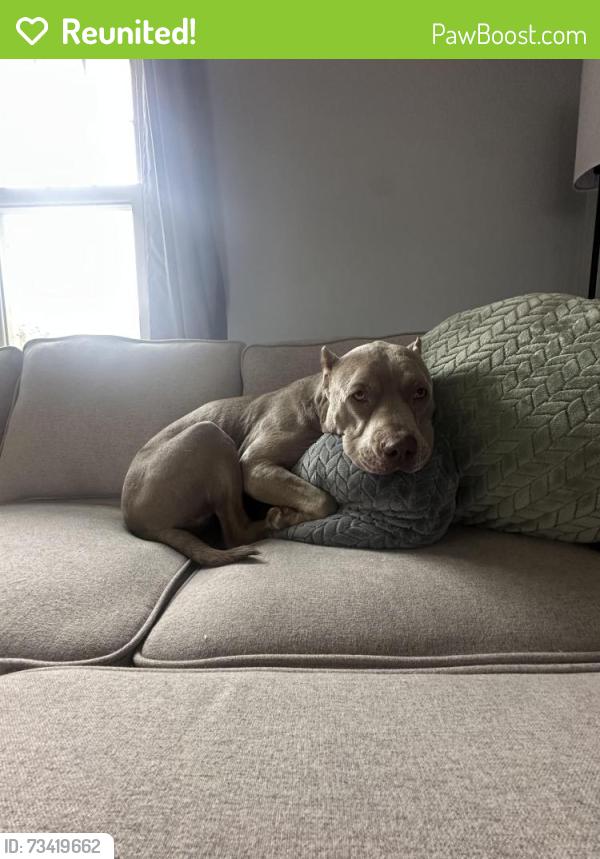 Reunited Male Dog last seen Near Doyle Road, Pittsburgh, PA 15227