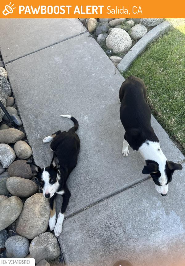 Found/Stray Female Dog last seen san martin st salida ca, Salida, CA 95368