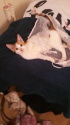 Lost Female Cat last seen River st 220 oak st, Toronto, ON M5A 2E1