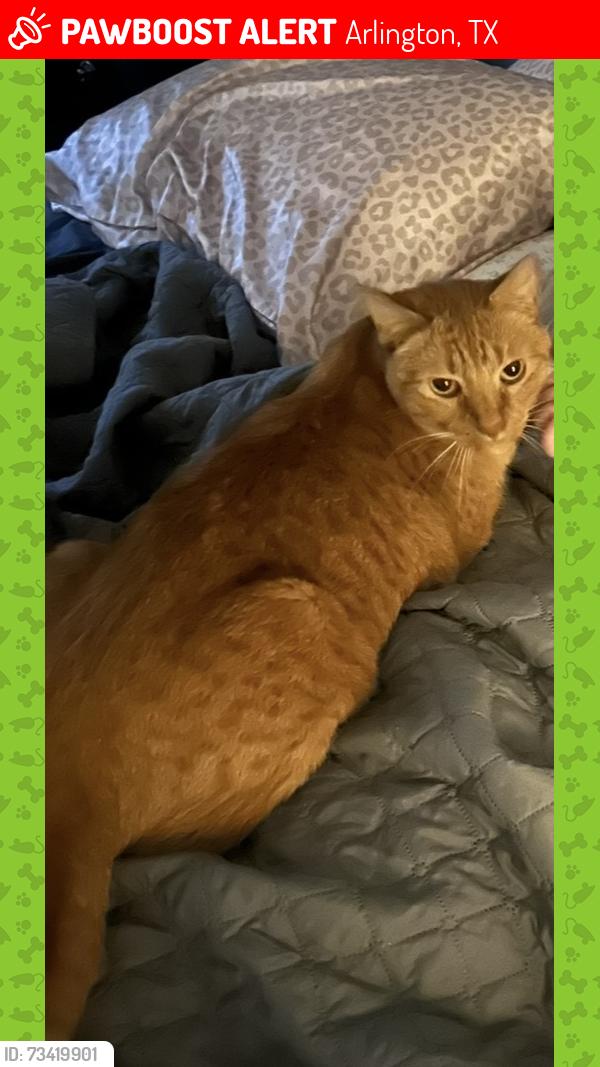 Lost Male Cat last seen Oakwood & Fair Meadow, Arlington, TX 76012