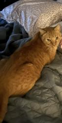 Lost Male Cat last seen Oakwood & Fair Meadow, Arlington, TX 76012