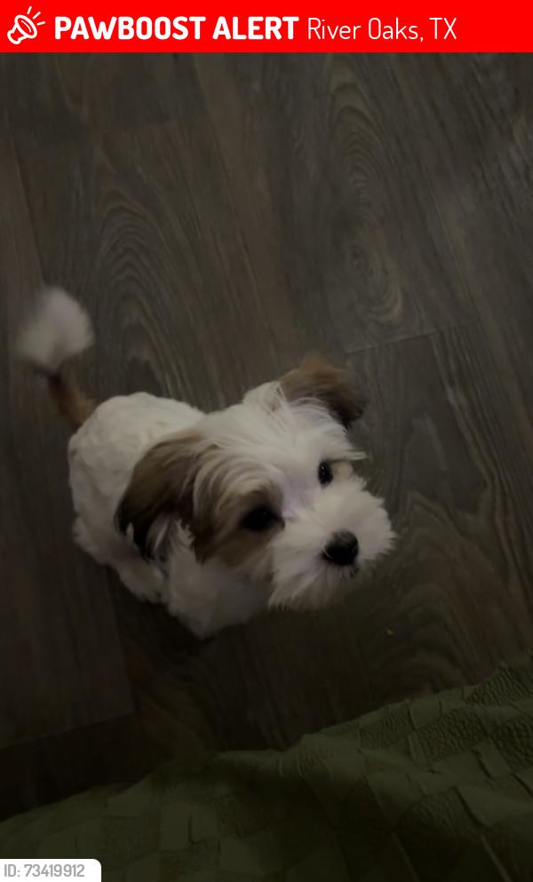 Lost Male Dog last seen McGee Park, 1521-1579 Glenwick Dr, River Oaks, TX 76114, River Oaks, TX 76114
