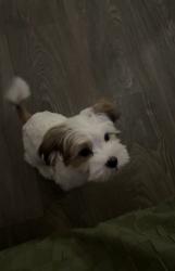 Lost Male Dog last seen McGee Park, 1521-1579 Glenwick Dr, River Oaks, TX 76114, River Oaks, TX 76114