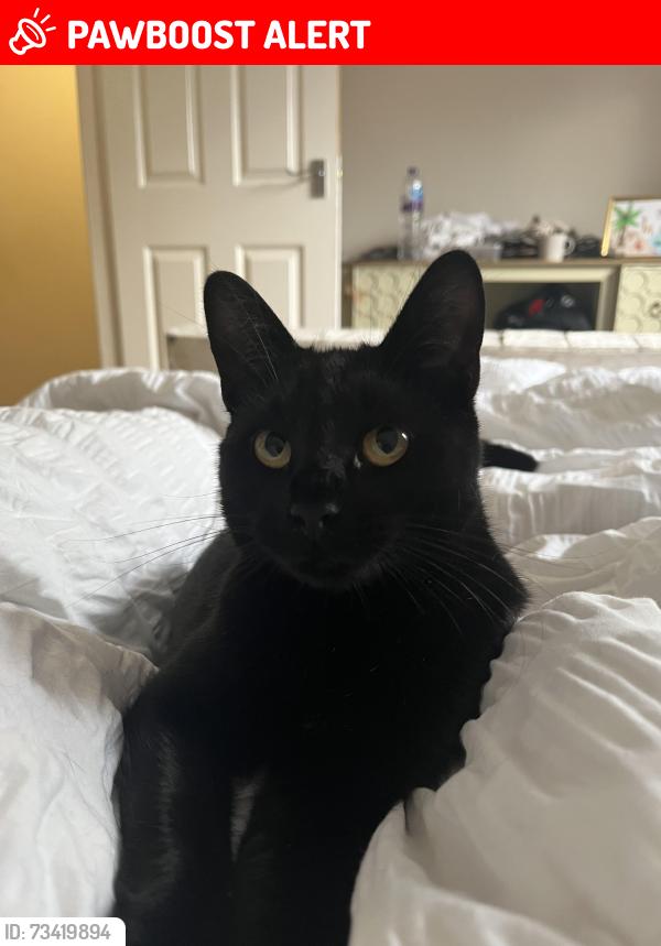 Lost Female Cat last seen Poppins nursery, Handsacre, Staffordshire, England 