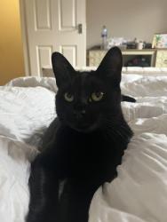 Lost Female Cat last seen Poppins nursery, Handsacre, Staffordshire, England 