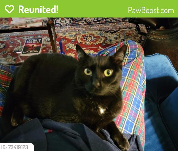 Reunited Female Cat last seen Darby Road and Parkview Drive, Haverford, PA 19041