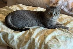 Found/Stray Male Cat last seen Charlene Ct and 198th, Aloha, OR 97003