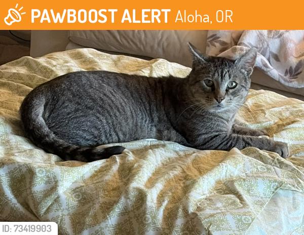 Found/Stray Male Cat last seen Charlene Ct and 198th, Aloha, OR 97003