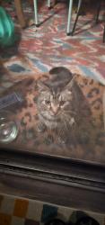 Found/Stray Unknown Cat last seen Trabert Ave and Mecaslin St, Atlanta, GA 30309