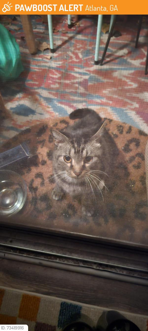 Found/Stray Unknown Cat last seen Trabert Ave and Mecaslin St, Atlanta, GA 30309