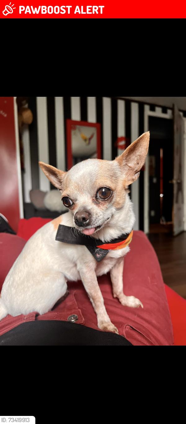 Lost Female Dog last seen Coolbaugh rd, East Stroudsburg, PA 18302