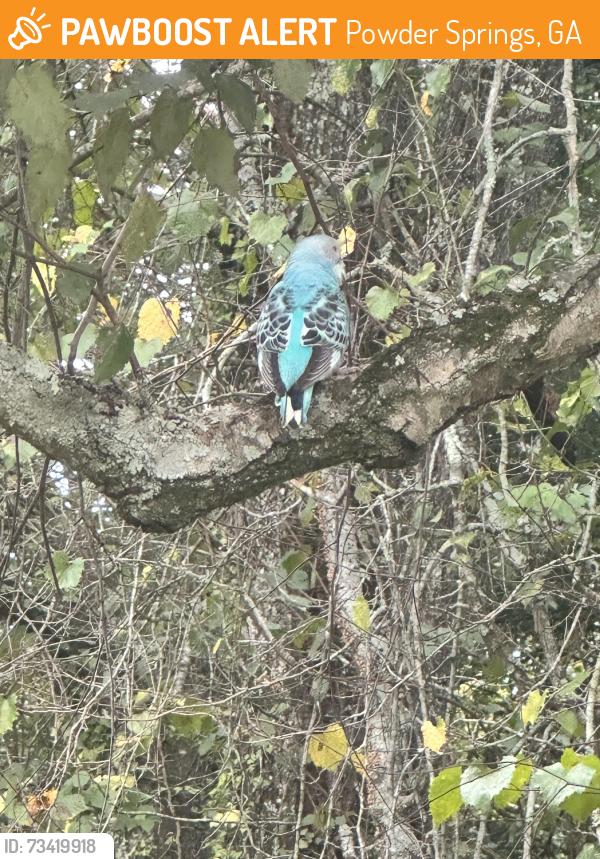 Found/Stray Unknown Bird last seen Powder Springs Park, Powder Springs, GA 30127
