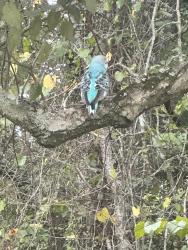 Found/Stray Unknown Bird last seen Powder Springs Park, Powder Springs, GA 30127