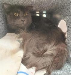 Shelter Stray Male Cat last seen MANDALAY WY / HEATHERMIST WY, 9150 Union Park Way, Elk Grove, CA 95624, USA
