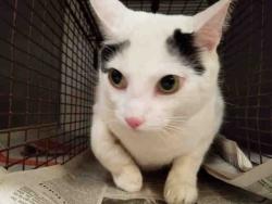 Shelter Stray Male Cat last seen , 14409 Vanowen St, Van Nuys, CA 91405, USA