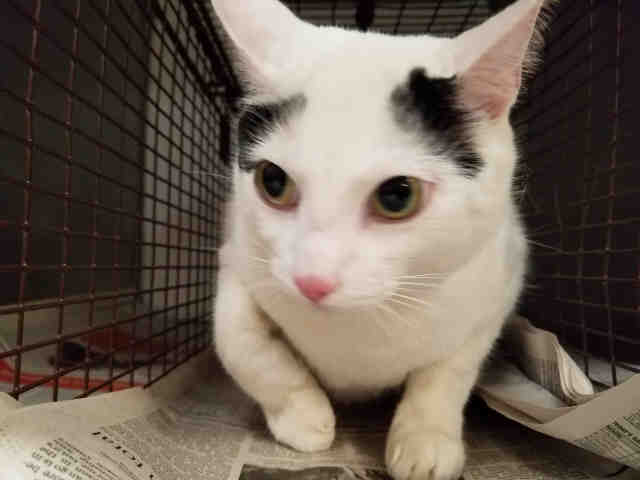 Shelter Stray Male Cat last seen , 14409 Vanowen St, Van Nuys, CA 91405, USA