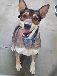 Shelter Stray Male Dog last seen , 14409 Vanowen St, Van Nuys, CA 91405, USA