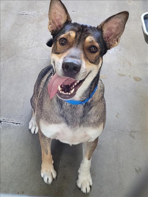 Shelter Stray Male Dog last seen , 14409 Vanowen St, Van Nuys, CA 91405, USA