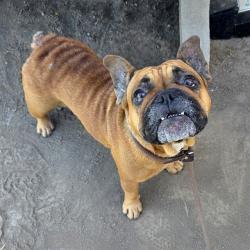Shelter Stray Female Dog last seen Near BLK E ARTESIA BLVD, LONG BEACH, CA 90805, 7700 E Spring St, Long Beach, CA 90815, USA