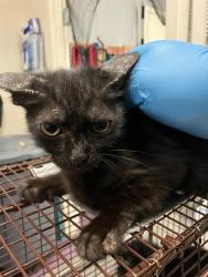 Shelter Stray Male Cat last seen Near BLK 21ST ST, LONG BEACH, CA 90806, 7700 E Spring St, Long Beach, CA 90815, USA