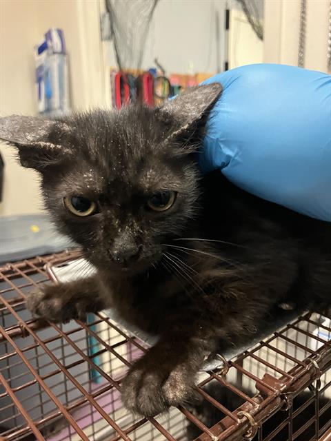 Shelter Stray Male Cat last seen Near BLK 21ST ST, LONG BEACH, CA 90806, 7700 E Spring St, Long Beach, CA 90815, USA
